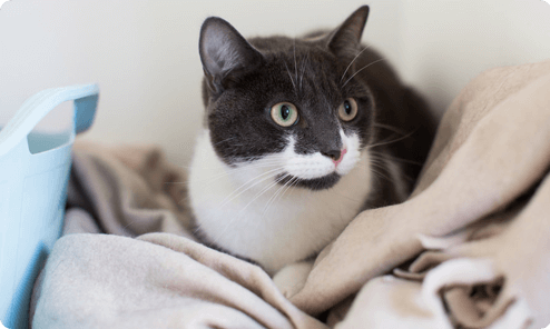 Cat Boarding Greensborough