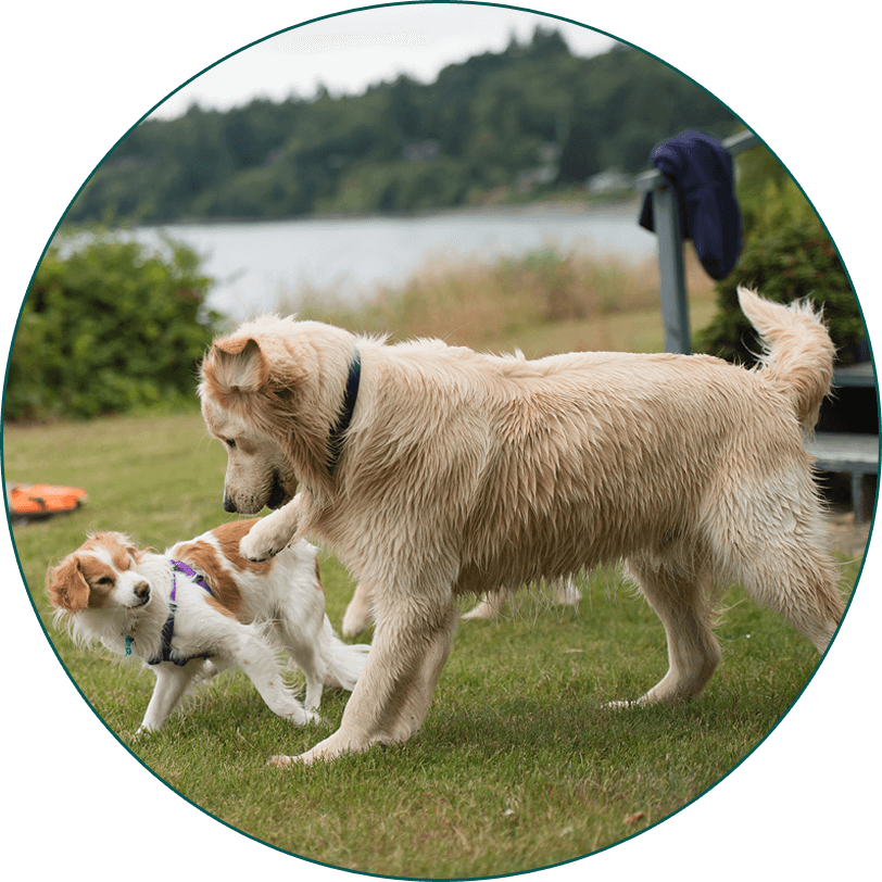 Dog Boarding Kennels Yarrambat